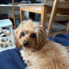 Подробнее об объявлении «Пропала собака Электросталь» Фото: пропала собака  «Пропала собака Электросталь» в г. Электросталь