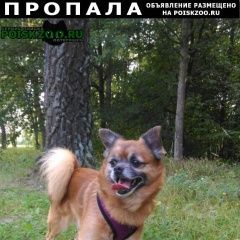 Подробнее об объявлении «Пропала собака кобель Москва» Фото: пропала собака  «Пропала собака кобель Москва» в г. Москва