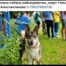 Подробнее об объявлении «Пропала собака западно сибирская лайка Домодедово» Фото: пропала собака Западно-сибирская лайка «Пропала собака западно сибирская лайка Домодедово» в г. Домодедово