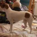 Подробнее об объявлении «Пропала собака девочка джек рассел терьер Санкт-Петербург» Фото: пропала собака Джек рассел терьер «Пропала собака девочка джек рассел терьер...» в г. Санкт-Петербург