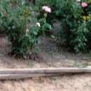 Подробнее об объявлении «Средняя Ахтуба Пропала собака кобель» Фото: пропала собака  «Средняя Ахтуба Пропала собака кобель» в г. Средняя Ахтуба