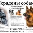 Подробнее об объявлении «Данилов Пропала собака бордер колли и немецкая овчарка» Фото: пропала собака Бордер колли «Данилов Пропала собака бордер колли и немецкая...» в г. Данилов