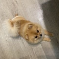 Подробнее об объявлении «Пропала собака кличка джина Канск» Фото: пропала собака Померанский шпиц «Пропала собака кличка джина Канск» в г. Канск