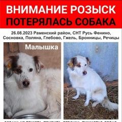 Подробнее об объявлении «Пропала собака москва и мо розыск помогите найти соба Реутов» Фото: пропала собака  «Пропала собака москва и мо розыск помогите...» в г. Реутов