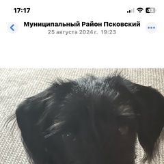Подробнее об объявлении «Псков Пропала собака кобель, любимец семьи. помогите» Фото: пропала собака  «Псков Пропала собака кобель, любимец семьи....» в г. Псков