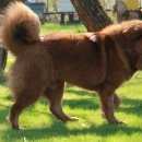 Подробнее об объявлении «Киржач Пропала собака тибетский мастиф» Фото: пропала собака Тибетский мастифф «Киржач Пропала собака тибетский мастиф» в г. Киржач