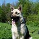 Подробнее об объявлении «Климовск Пропала собака» Фото: пропала собака Восточно-европейская овчарка «Климовск Пропала собака» в г. Климовск