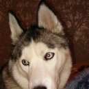 Подробнее об объявлении «Пропала собака хаски Нижний Новгород» Фото: пропала собака Сибирская хаски «Пропала собака хаски Нижний Новгород» в г. Нижний Новгород
