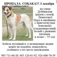 Подробнее об объявлении «Пропала собака кобель лорд Москва» Фото: пропала собака  «Пропала собака кобель лорд Москва» в г. Москва