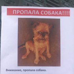 Подробнее об объявлении «Пропала собака гриффон. девочка. с. хмелевка Саратов» Фото: пропала собака Брюссельский гриффон «Пропала собака гриффон. девочка. с. хмелевка...» в г. Саратов