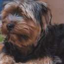 Подробнее об объявлении «Пропала собака красносельский район Санкт-Петербург» Фото: пропала собака Йоркширский терьер «Пропала собака красносельский район...» в г. Санкт-Петербург