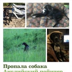 Подробнее об объявлении «Ялта Пропала собака кобель английский пойнтер» Фото: пропала собака Пойнтер «Ялта Пропала собака кобель английский пойнтер» в г. Ялта