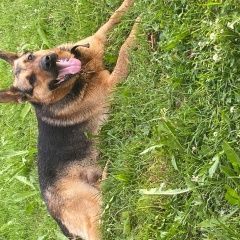 Подробнее об объявлении «Приозерск Пропала собака кобель немецкая овчарка» Фото: пропала собака  «Приозерск Пропала собака кобель немецкая овчарка» в г. Приозерск