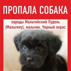 Подробнее об объявлении «Ростов-на-Дону Пропала собака кобель» Фото: пропала собака  «Ростов-на-Дону Пропала собака кобель» в г. Ростов-на-Дону