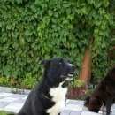 Подробнее об объявлении «Серебряные Пруды Пропала собака кобель ищем рускоевропейскую лайку» Фото: пропала собака  «Серебряные Пруды Пропала собака кобель ищем...» в г. Серебряные Пруды