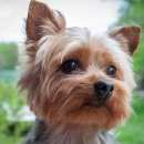 Подробнее об объявлении «Тутаев Пропала собака кобель» Фото: пропала собака Йоркширский терьер «Тутаев Пропала собака кобель» в г. Тутаев