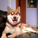 Подробнее об объявлении «Пропала собака кобель Троицк» Фото: пропала собака Сибирская хаски «Пропала собака кобель Троицк» в г. Троицк