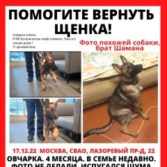 Подробнее об объявлении «Москва Пропала собака кобель помогите найти» Фото: пропала собака Немецкая овчарка «Москва Пропала собака кобель помогите найти» в г. Москва