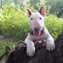 Подробнее об объявлении «Пропала собака щенок стандартного бультерьера, девочка Самара» Фото: пропала собака Бультерьер «Пропала собака щенок стандартного бультерьера,...» в г. Самара