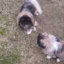 Подробнее об объявлении «Пропала собака Смоленск» Фото: пропала собака Пекинес «Пропала собака Смоленск» в г. Смоленск