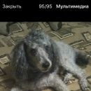 Подробнее об объявлении «Нижний Новгород Пропала собака кобель. пудель. кобель.» Фото: пропала собака Пудель «Нижний Новгород Пропала собака кобель. пудель....» в г. Нижний Новгород