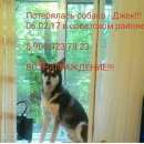 Подробнее об объявлении «Пропала собака кобель Казань» Фото: пропала собака Австралийская пастушья собака «Пропала собака кобель Казань» в г. Казань