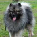 Подробнее об объявлении «Подольск Пропала собака кобель за вознаграждение» Фото: пропала собака  «Подольск Пропала собака кобель за вознаграждение» в г. Подольск