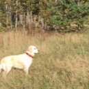 Подробнее об объявлении «Пропала собака лабрадор ретривер Нижний Новгород» Фото: пропала собака Лабрадор ретривер «Пропала собака лабрадор ретривер Нижний Новгород» в г. Нижний Новгород