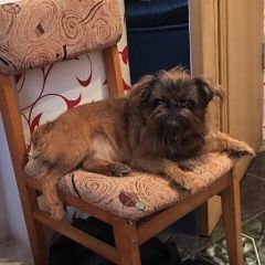 Подробнее об объявлении «Евпатория Пропала собака кобель помогите вернуть члена семьи» Фото: пропала собака Брюссельский гриффон «Евпатория Пропала собака кобель помогите...» в г. Евпатория