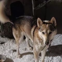 ����: ������� ������ �������-��������� ����� ����������� ������� ������ ������� � �. ����������