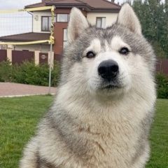 Подробнее об объявлении «Павловск (Ленинградская обл.) Пропала собака кобель» Фото: пропала собака Сибирская хаски «Павловск (Ленинградская обл.) Пропала собака...» в г. Павловск (Ленинградская обл.)