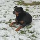 Подробнее об объявлении «Пятигорск Пропала собака помогите, вернуть друга» Фото: пропала собака Ротвейлер «Пятигорск Пропала собака помогите, вернуть друга» в г. Пятигорск