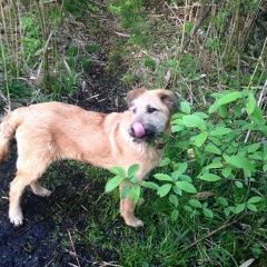 Подробнее об объявлении «Пропала собака кобель, самец Орехово-Зуево» Фото: пропала собака  «Пропала собака кобель, самец Орехово-Зуево» в г. Орехово-Зуево