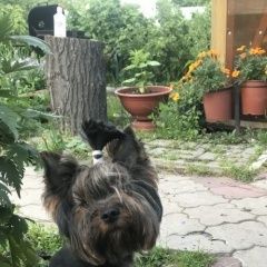 Подробнее об объявлении «Нижний Новгород Пропала собака кобель» Фото: пропала собака Йоркширский терьер «Нижний Новгород Пропала собака кобель» в г. Нижний Новгород