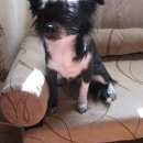 Подробнее об объявлении «Пропала собака помогите найти Санкт-Петербург» Фото: пропала собака Чихуахуа «Пропала собака помогите найти Санкт-Петербург» в г. Санкт-Петербург