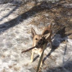 Подробнее об объявлении «Пропала собака кобель sos  Хабаровск» Фото: пропала собака  «Пропала собака кобель sos  Хабаровск» в г. Хабаровск