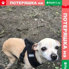 Подробнее об объявлении «Москва Пропала собака кобель потерялась собака русский той терьер» Фото: пропала собака Той-терьер «Москва Пропала собака кобель потерялась собака...» в г. Москва
