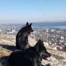 Подробнее об объявлении «Пропала собака кобель чёрные немецкие овчарки Симферополь» Фото: пропала собака Немецкая овчарка «Пропала собака кобель чёрные немецкие овчарки...» в г. Симферополь