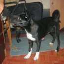 Подробнее об объявлении «Воронеж Пропала собака кобель 23.02.17 кобель лайка» Фото: пропала собака Западно-сибирская лайка «Воронеж Пропала собака кобель 23.02.17 кобель...» в г. Воронеж