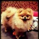 Подробнее об объявлении «Пропала собака Нижний Новгород» Фото: пропала собака Померанский шпиц «Пропала собака Нижний Новгород» в г. Нижний Новгород