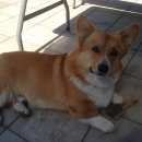 Подробнее об объявлении «Энгельс Пропала собака кобель вельш корги пемброк» Фото: пропала собака Вельш корги «Энгельс Пропала собака кобель вельш корги пемброк» в г. Энгельс