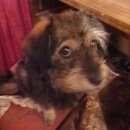 Подробнее об объявлении «Иваново Пропала собака» Фото: пропала собака  «Иваново Пропала собака» в г. Иваново