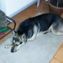 Подробнее об объявлении «Подольск Пропала собака вознаграждение гарантируем» Фото: пропала собака  «Подольск Пропала собака вознаграждение гарантируем» в г. Подольск