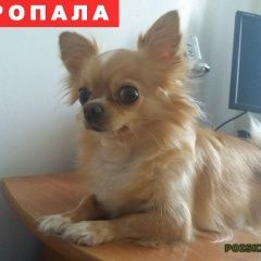 Подробнее об объявлении «Пропала собака Вологда» Фото: пропала собака Чихуахуа «Пропала собака Вологда» в г. Вологда