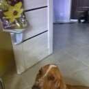 Подробнее об объявлении «Пропала собака кобель Орехово-Зуево» Фото: пропала собака Бассет-хаунд «Пропала собака кобель Орехово-Зуево» в г. Орехово-Зуево