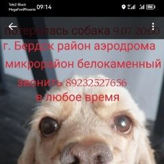 Подробнее об объявлении «Бердск Пропала собака американский кокер спаниель верните за в» Фото: пропала собака Американский кокер-спаниель «Бердск Пропала собака американский кокер...» в г. Бердск