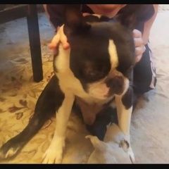 Подробнее об объявлении «Купавна Пропала собака кобель бостон-терьер» Фото: пропала собака Бостон терьер «Купавна Пропала собака кобель бостон-терьер» в г. Купавна