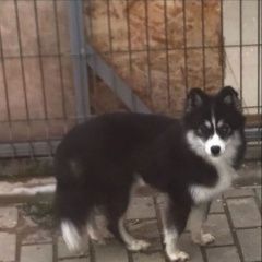 Подробнее об объявлении «Анапа Пропала собака (помски)» Фото: пропала собака Померанский шпиц «Анапа Пропала собака (помски)» в г. Анапа