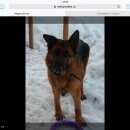 Подробнее об объявлении «Пропала собака немецкая овчарка Самара» Фото: пропала собака Немецкая овчарка «Пропала собака немецкая овчарка Самара» в г. Самара