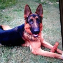 Подробнее об объявлении «Пропала собака кобель немецкая овчарка помогите найти Симферополь» Фото: пропала собака  «Пропала собака кобель немецкая овчарка помогите...» в г. Симферополь